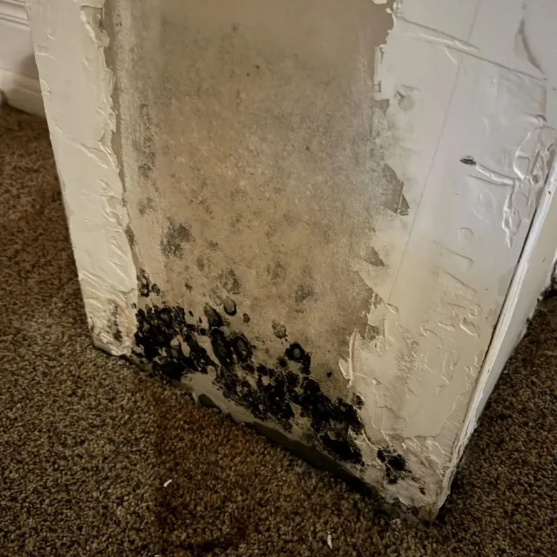 Professional Mold Removal in Midwest City, OK